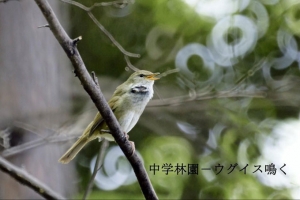 成蹊の野鳥-春-ウグイス