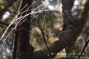 成蹊の野鳥ーシロハラ?