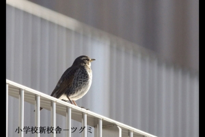 成蹊の野鳥ー2009-エナガなど