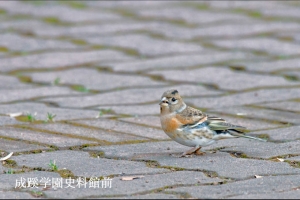 成蹊の野鳥-冬-アトリ