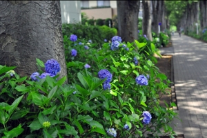 6月の欅並木