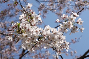 第31回成蹊桜祭2