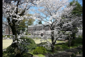 2008成蹊の桜