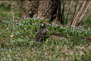 成蹊の野鳥ー春