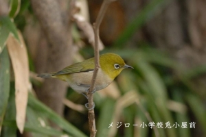 成蹊の野鳥ー冬