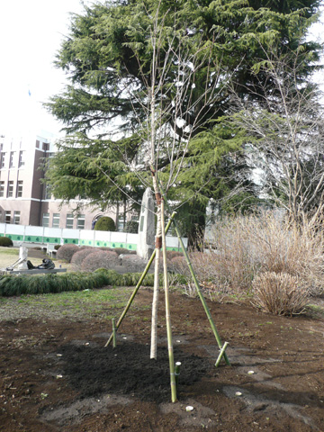 成蹊桜祭委員会がソメイヨシノの苗木を学園に寄贈