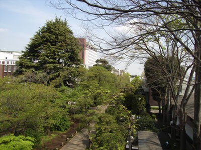 新緑の桜並木