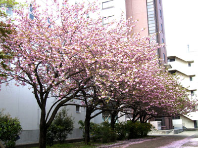 新2号館裏の八重桜