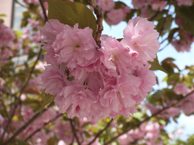 八重桜