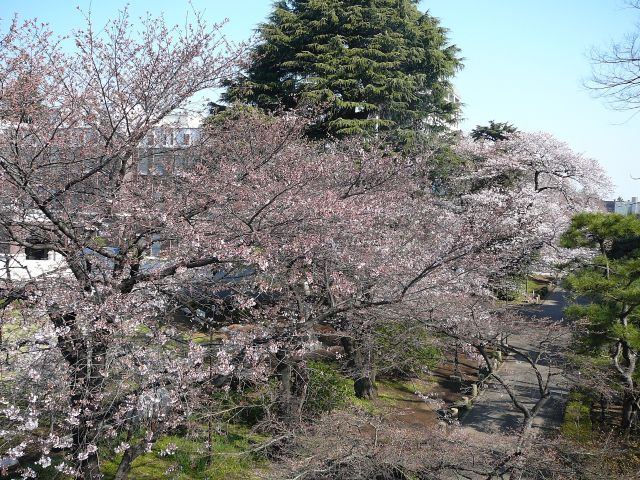 並木全景