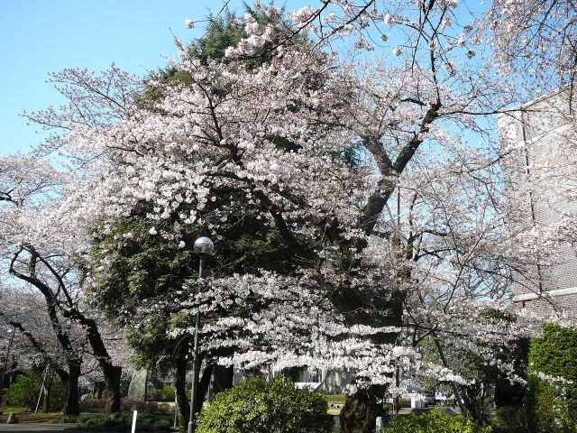 学生会館前ほぼ満開の木