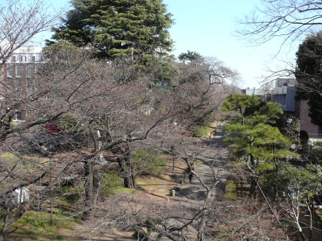 成蹊のもも＆桜情報（平成19年3月23日）